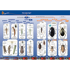 Key to Identifying Water Invertebrates